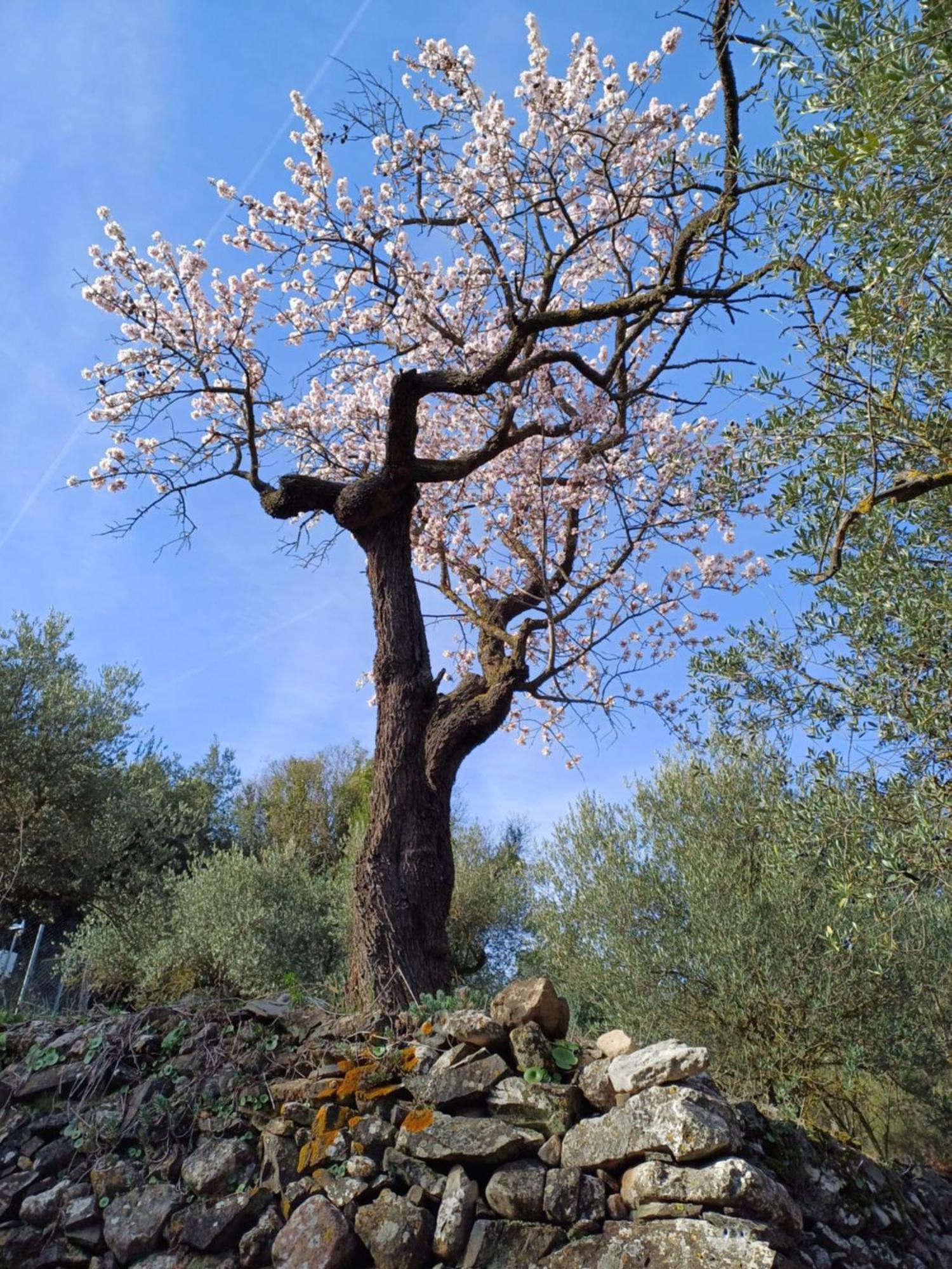 Priorat Ca La Iolanda "Relax Escalada Y Naturaleza" La Vilella Baixa Kültér fotó
